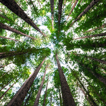ONE ORDER = ONE TREE